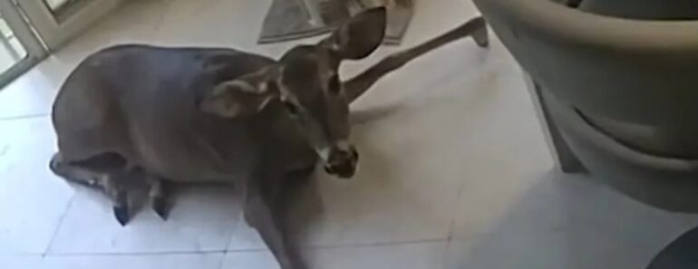 Casa Invadida Pela Janela Da Sala Na Florida. O Criminoso? Um Veado Casa Invadida Pela Janela Da Sala Na Florida. O Criminoso? Um Veado