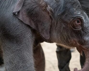 Cria De Elefante Asiático Nasce No Washington Zoo. É a 1.ª Em 25 Anos