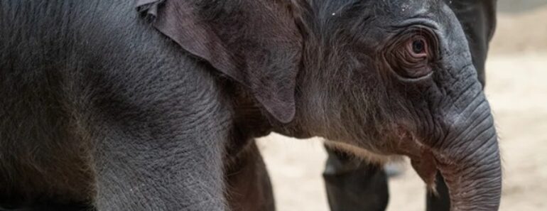 Cria De Elefante Asiático Nasce No Washington Zoo. É a 1.ª Em 25 Anos Cria De Elefante Asiático Nasce No Washington Zoo. É a 1.ª Em 25 Anos