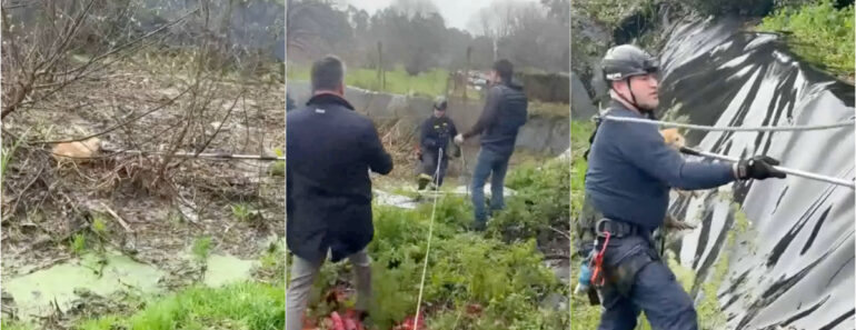 Gato Resgatado De Terreno Pantanoso Em Famalicão Graças a Operação Exemplar Gato Resgatado De Terreno Pantanoso Em Famalicão Graças a Operação Exemplar