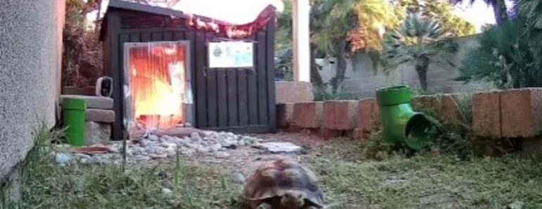 Em “Modo Desportista”, Tartaruga Foge De Incêndio Nos EUA. O Momento Em “Modo Desportista”, Tartaruga Foge De Incêndio Nos EUA. O Momento