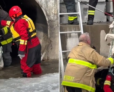Cão Resgatado Após 4h Em Rio Gelado. Animal Já Estava Em Hipotermia Cão Resgatado Após 4h Em Rio Gelado. Animal Já Estava Em Hipotermia