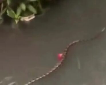 Píton Gigante Nada Em Ruas De Bali Após Inundações Píton Gigante Nada Em Ruas De Bali Após Inundações