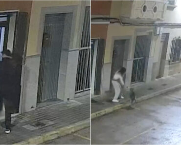 Cão Herói Morde Agressor e Salva Dona De Tentativa De Sequestro Em Espanha Cão Herói Morde Agressor e Salva Dona De Tentativa De Sequestro Em Espanha