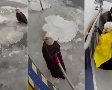 Polícia De Nova Iorque Resgata Águia Ferida Que Flutuava Num Bloco De Gelo No Rio Hudson Polícia De Nova Iorque Resgata Águia Ferida Que Flutuava Num Bloco De Gelo No Rio Hudson