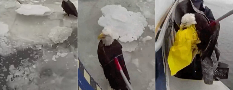 Polícia De Nova Iorque Resgata Águia Ferida Que Flutuava Num Bloco De Gelo No Rio Hudson Polícia De Nova Iorque Resgata Águia Ferida Que Flutuava Num Bloco De Gelo No Rio Hudson