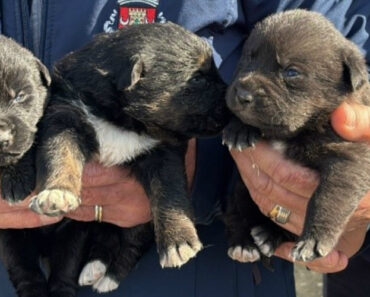 Cinco Cães (Quatro Deles Crias) Resgatados Pela GNR Em Mafra Cinco Cães (Quatro Deles Crias) Resgatados Pela GNR Em Mafra