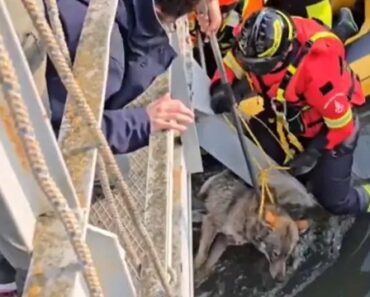 Bombeiros Resgatam Lobo Preso Debaixo De Ponte Em Itália Bombeiros Resgatam Lobo Preso Debaixo De Ponte Em Itália