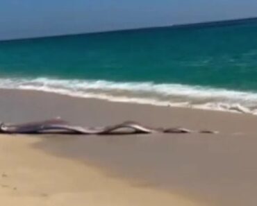 Peixe Raro Das Profundezas Do Mar Dá à Costa Em Praia No México Peixe Raro Das Profundezas Do Mar Dá à Costa Em Praia No México