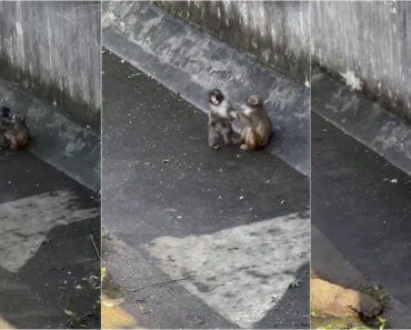Macaco Punch Já Não Anda Sozinho e Até Tem Namorada Macaco Punch Já Não Anda Sozinho e Até Tem Namorada