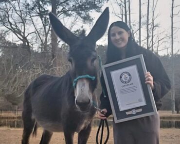 Orelhas Mais Compridas. “Hope” é Um Burro… e Tem Um Recorde Do Guinness Orelhas Mais Compridas. “Hope” é Um Burro… e Tem Um Recorde Do Guinness