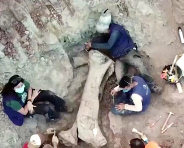 Nova Espécie De Dinossauro Gigante Descoberta No Brasil Pode Reescrever Ligações Entre Continentes Nova Espécie De Dinossauro Gigante Descoberta No Brasil Pode Reescrever Ligações Entre Continentes