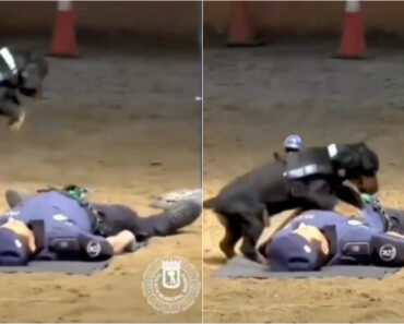 Cão-Polícia Conquista As Redes Sociais Ao “Salvar” o Tutor Com Manobras De Reanimação Cão-Polícia Conquista As Redes Sociais Ao “Salvar” o Tutor Com Manobras De Reanimação