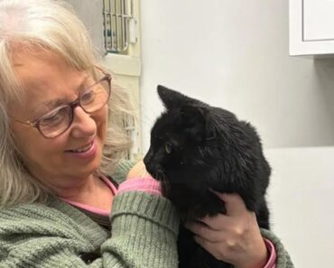 Gato Reencontra Dona Após 12 Anos. “Como Se Não Se Tivesse Passado Nada” Gato Reencontra Dona Após 12 Anos. “Como Se Não Se Tivesse Passado Nada”