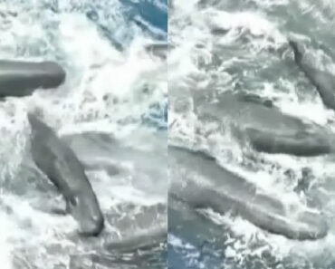 Família De Cachalotes Surpreende Cientistas Ao Cooperar No Nascimento De Cria Família De Cachalotes Surpreende Cientistas Ao Cooperar No Nascimento De Cria