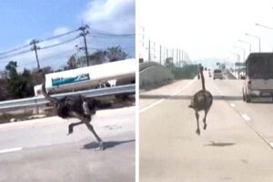 Avestruz Escapa De Café e Coloca-se Em Fuga Na Autoestrada: Foi Apanhada 15 Km Depois