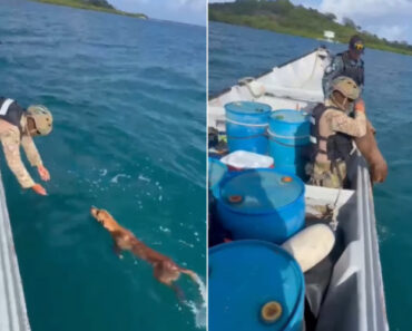 Operação De Patrulhamento Termina Com Resgate De Cão No Panamá Operação De Patrulhamento Termina Com Resgate De Cão No Panamá