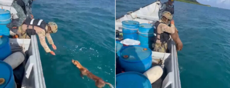 Operação De Patrulhamento Termina Com Resgate De Cão No Panamá Operação De Patrulhamento Termina Com Resgate De Cão No Panamá