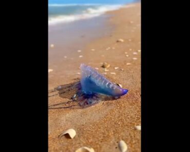 Caravela-Portuguesa Invadiu a Costa Dos EUA… e Já Fez a Primeira Vítima Caravela-Portuguesa Invadiu a Costa Dos EUA… e Já Fez a Primeira Vítima