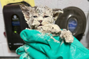Gatinho Resgatado Após Ser Encontrado Em Balde De Cola Industrial