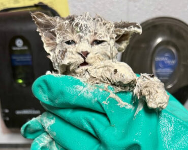 Gatinho Resgatado Após Ser Encontrado Em Balde De Cola Industrial Gatinho Resgatado Após Ser Encontrado Em Balde De Cola Industrial