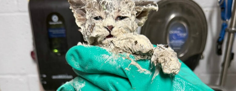 Gatinho Resgatado Após Ser Encontrado Em Balde De Cola Industrial Gatinho Resgatado Após Ser Encontrado Em Balde De Cola Industrial
