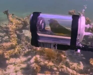 Papagaio Aventura-se No Fundo Do Mar Dentro De Mini Submarino Improvisado Pelo Dono Papagaio Aventura-se No Fundo Do Mar Dentro De Mini Submarino Improvisado Pelo Dono