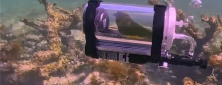 Papagaio Aventura-se No Fundo Do Mar Dentro De Mini Submarino Improvisado Pelo Dono Papagaio Aventura-se No Fundo Do Mar Dentro De Mini Submarino Improvisado Pelo Dono