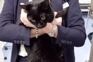 Cruzeiro Salva Marinheiro e Gata “Em Apuros” Em Alto Mar