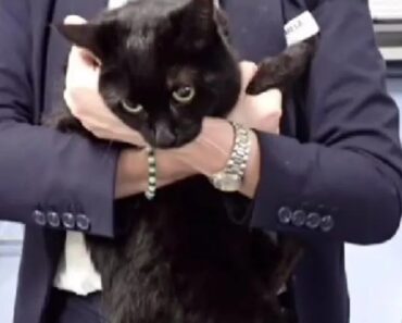 Cruzeiro Salva Marinheiro e Gata “Em Apuros” Em Alto Mar Cruzeiro Salva Marinheiro e Gata “Em Apuros” Em Alto Mar