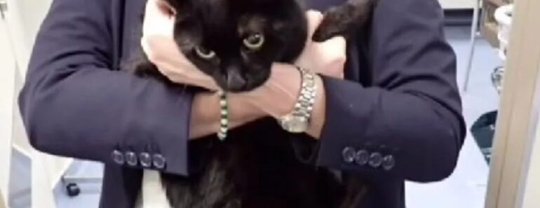 Cruzeiro Salva Marinheiro e Gata “Em Apuros” Em Alto Mar Cruzeiro Salva Marinheiro e Gata “Em Apuros” Em Alto Mar