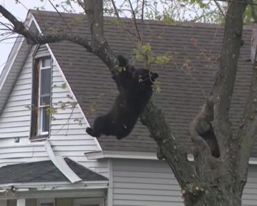 Urso à Solta Em Nova Iorque. Animal Subiu a Árvore e Teve De Ser Sedado Urso à Solta Em Nova Iorque. Animal Subiu a Árvore e Teve De Ser Sedado