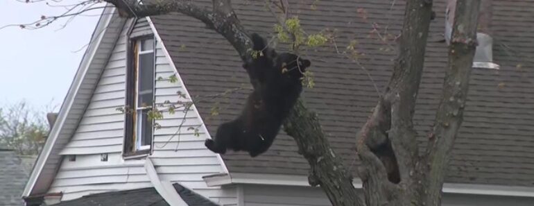 Urso à Solta Em Nova Iorque. Animal Subiu a Árvore e Teve De Ser Sedado Urso à Solta Em Nova Iorque. Animal Subiu a Árvore e Teve De Ser Sedado