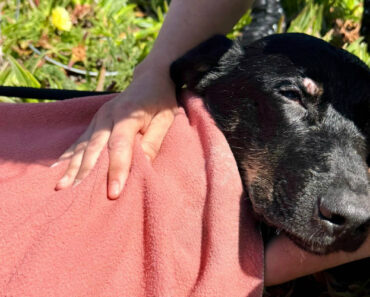 Bombeiros De Matosinhos e Leça Da Palmeira Salvam Cão Preso Num Poço Com 25 Metros De Profundidade Bombeiros De Matosinhos e Leça Da Palmeira Salvam Cão Preso Num Poço Com 25 Metros De Profundidade