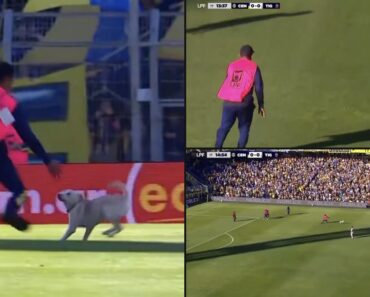 Cão Invade Campo De Futebol Na Argentina e Deixa Funcionários Atrapalhados Cão Invade Campo De Futebol Na Argentina e Deixa Funcionários Atrapalhados