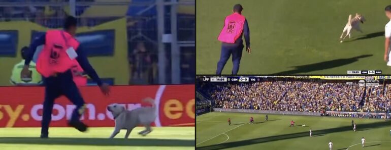 Cão Invade Campo De Futebol Na Argentina e Deixa Funcionários Atrapalhados Cão Invade Campo De Futebol Na Argentina e Deixa Funcionários Atrapalhados