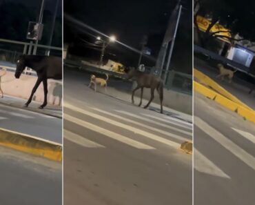 Cão Leva Cavalo a Passear Pela Rua e Deixa Transeunte Perplexo Cão Leva Cavalo a Passear Pela Rua e Deixa Transeunte Perplexo