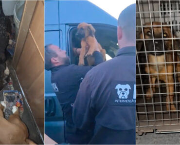 IRA Resgata Seis Cães Fechados Numa Caravana Em Torres Vedras Após Horas De Negociação IRA Resgata Seis Cães Fechados Numa Caravana Em Torres Vedras Após Horas De Negociação