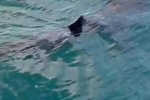 Tubarão Avistado Ao Largo Da Caparica. É Dos Maiores Mas Não é Perigoso