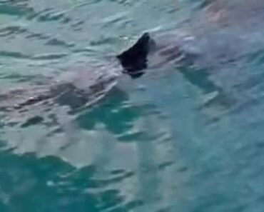 Tubarão Avistado Ao Largo Da Caparica. É Dos Maiores Mas Não é Perigoso Tubarão Avistado Ao Largo Da Caparica. É Dos Maiores Mas Não é Perigoso