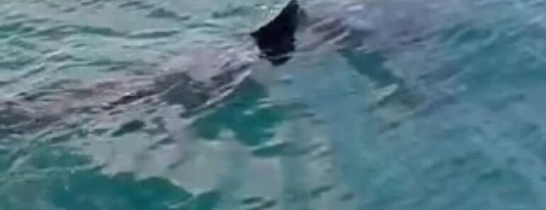 Tubarão Avistado Ao Largo Da Caparica. É Dos Maiores Mas Não é Perigoso Tubarão Avistado Ao Largo Da Caparica. É Dos Maiores Mas Não é Perigoso