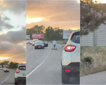 Homem Pára o Trânsito Para Ajudar Família De Patos a Atravessar Estrada Em Portugal Homem Pára o Trânsito Para Ajudar Família De Patos a Atravessar Estrada Em Portugal