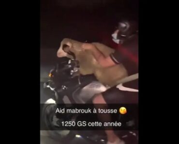 Homem Transporta Ovelha Na Moto Em Plena Autoestrada Em França Homem Transporta Ovelha Na Moto Em Plena Autoestrada Em França