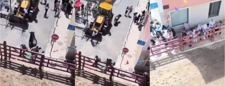 Touro Foge De Largada e Faz Três Feridos Na Feira De Maio Da Azambuja Touro Foge De Largada e Faz Três Feridos Na Feira De Maio Da Azambuja
