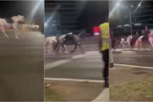 Dezenas De Cavalos Invadem Avenida De Roma Durante Preparativos Para Desfile