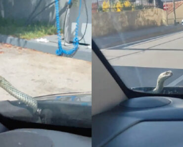 Cobra Surge Do Motor De Um Carro e Surpreende Condutor Em Oliveira De Azeméis Cobra Surge Do Motor De Um Carro e Surpreende Condutor Em Oliveira De Azeméis