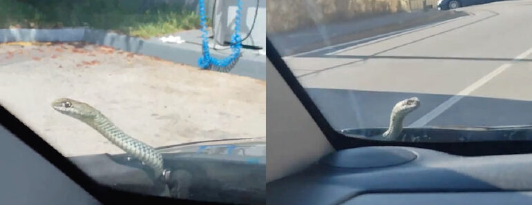 Cobra Surge Do Motor De Um Carro e Surpreende Condutor Em Oliveira De Azeméis Cobra Surge Do Motor De Um Carro e Surpreende Condutor Em Oliveira De Azeméis