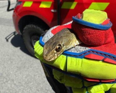 Cobra Encontrada Em Habitação Em Lamego. Foi Removida Pelos Bombeiros Cobra Encontrada Em Habitação Em Lamego. Foi Removida Pelos Bombeiros