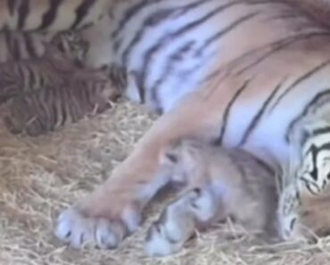 “Surpreendidos”. Três Crias De Tigre Siberiano Nascem Em Zoo De Liubliana “Surpreendidos”. Três Crias De Tigre Siberiano Nascem Em Zoo De Liubliana
