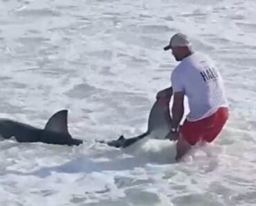 Homem Pesca Acidentalmente Tubarão-Branco Nos EUA… e Devolve-o Ao Mar Homem Pesca Acidentalmente Tubarão-Branco Nos EUA… e Devolve-o Ao Mar